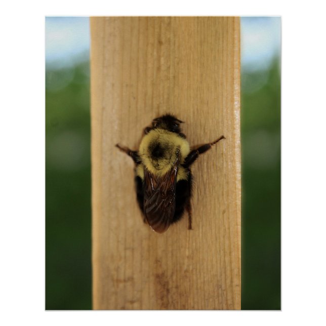 Póster Abelha-zilla (Frente)