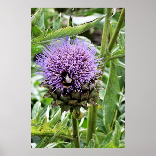 PÓSTER ABELHAS (Frente)