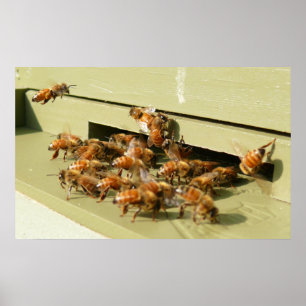 Poster Abelhas