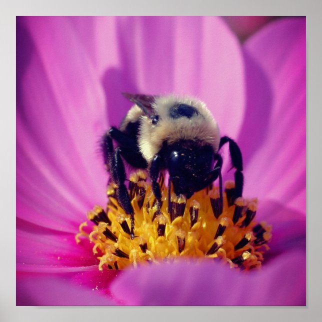 Poster Abelhas De Bumble Na Flor Do Cosmos (Frente)
