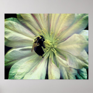 Poster Abelhas De Bumble Na Flor White Clematis