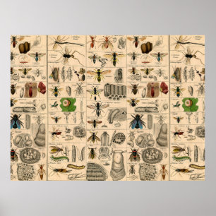 Poster Abelhas De Inseto Insetos Vaza História Natural