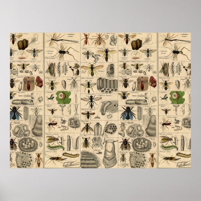 Poster Abelhas De Inseto Insetos Vaza História Natural (Frente)
