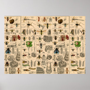 Poster Abelhas De Inseto Insetos Vaza História Natural