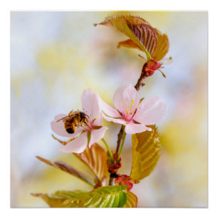 Póster Abelhas Em Uma Flor De Cereja