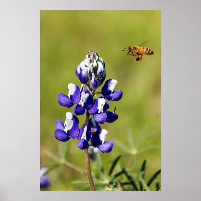 Póster Abelhas Ocupadas Contemplando Flor De Tremoço Selv (Frente)