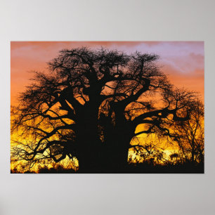 Póster Abóbora africana, Adansonia digitata,