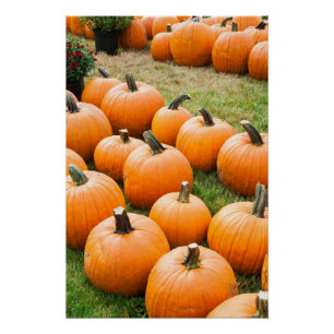 Póster Abóboras para a venda no mercado de um fazendeiro