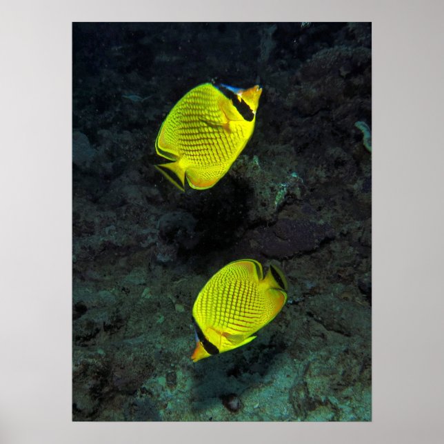 Poster About-facing Butterfly Pair (Frente)