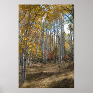 Póster Abra madeiras