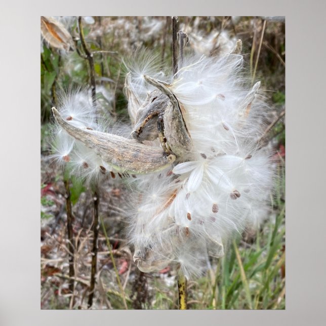 Poster Abra Milkweed Pods | Sementes de Seda | (Frente)
