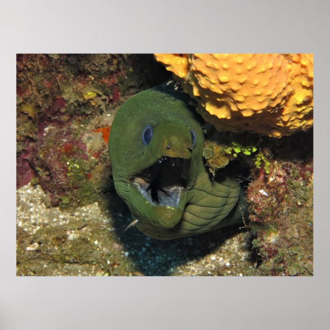 Poster Abram o Wide! (Frente)