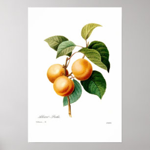 Póster Abricó