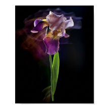 Abstract Iris Flower – Elegant Floral Art