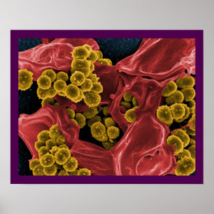 Poster abstrato da microbiologia da biologia para o