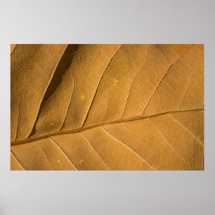 Poster Abstrato de aproximação à parte dorsal da textura 