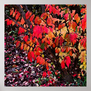 Poster Abstrato de Bush ardente
