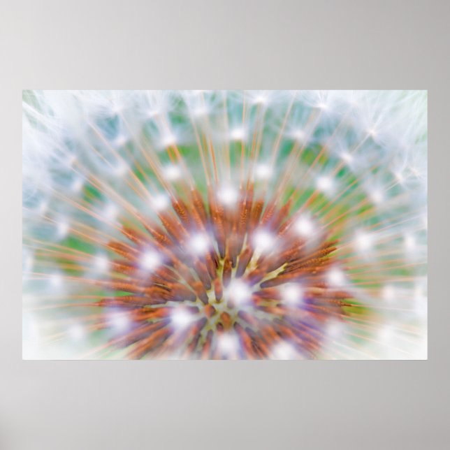 Poster Abstrato de cabeça de semente de dandelion (Frente)