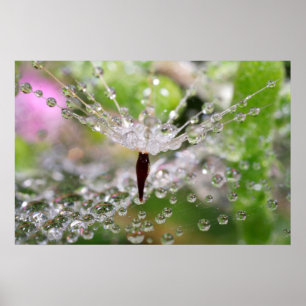 Poster Abstrato de Dandelion Delicado