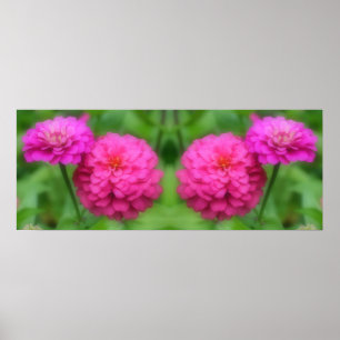 Poster Abstrato de Espelhamento das Flores de Zinnia Rosa