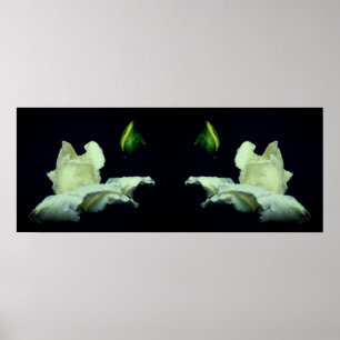 Poster Abstrato de Espelhamento de Flor de Rosebud Branco