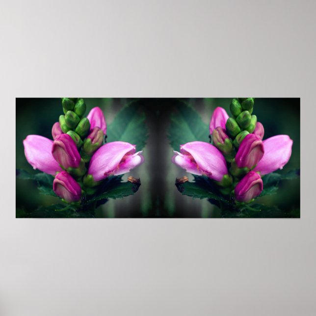 Poster Abstrato de Espelhamento do Flor Turtlehead Rosa (Frente)