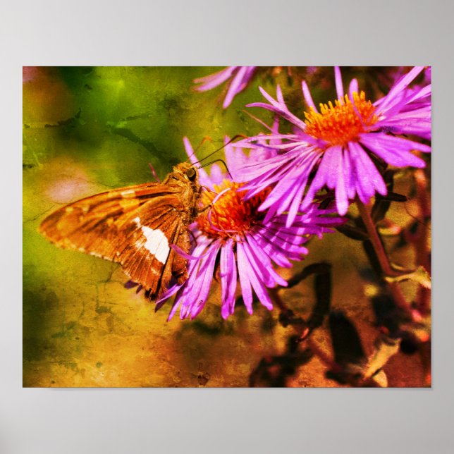 Poster Abstrato de Flor de Aster Selvagem De Borboleta Pi (Frente)