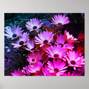 Poster Abstrato de Flores de Margarida Africanas Rosa