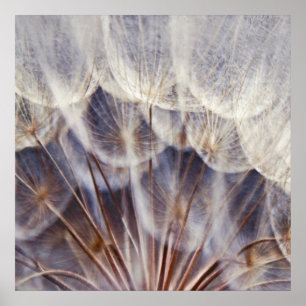 Poster Abstrato de Macro de Dandalion