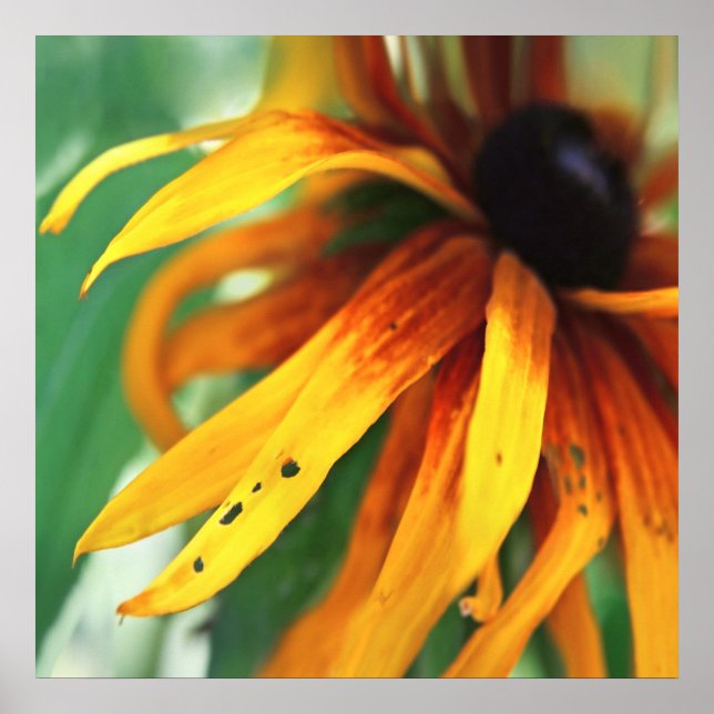 Poster Abstrato de Macro Flor Amarelo Rudbeckia (Frente)