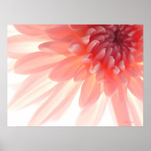 Poster Abstrato de Petals de Flor Rosa