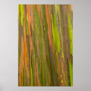 Poster Abstrato Do Latido Eucalipto