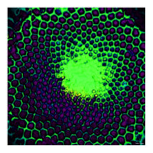 Abstrato Honeycomb Design verde e roxo
