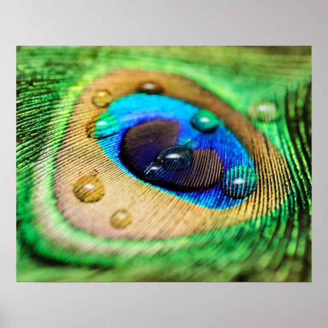 Póster Abstrato Macro Peacock Feather Feather Feather com (Frente)