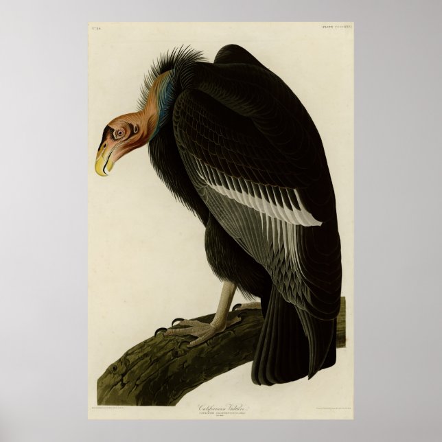 Poster Abutre californiano das aves de Audubon da América (Frente)
