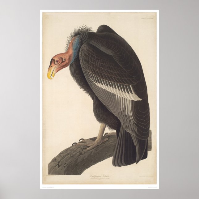 Póster Abutre da Califórnia em Audubon (2609A) (Frente)