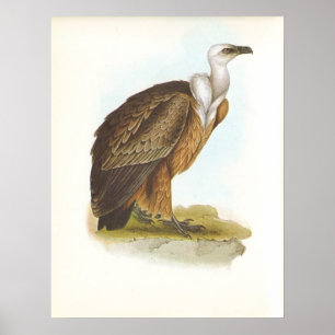 Póster Abutre de Gould - de Griffon - fulvus dos Gyps