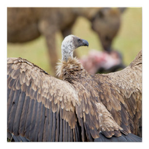 Póster Abutre e Hyena