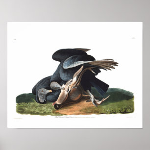 Póster Abutre preto da placa 106 de Audubon