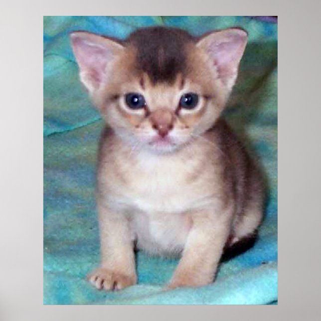 Póster Abyssinian Kitten - Quatro Semanas (Frente)