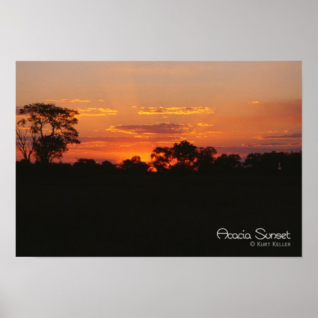 Poster Acacia Sunset (Frente)