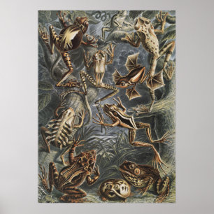 Poster Academia Sombria Haeckel Gravura Vintage de Rã da 