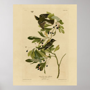 Poster Acadiana Flycatcher das Aves da América de Audubon
