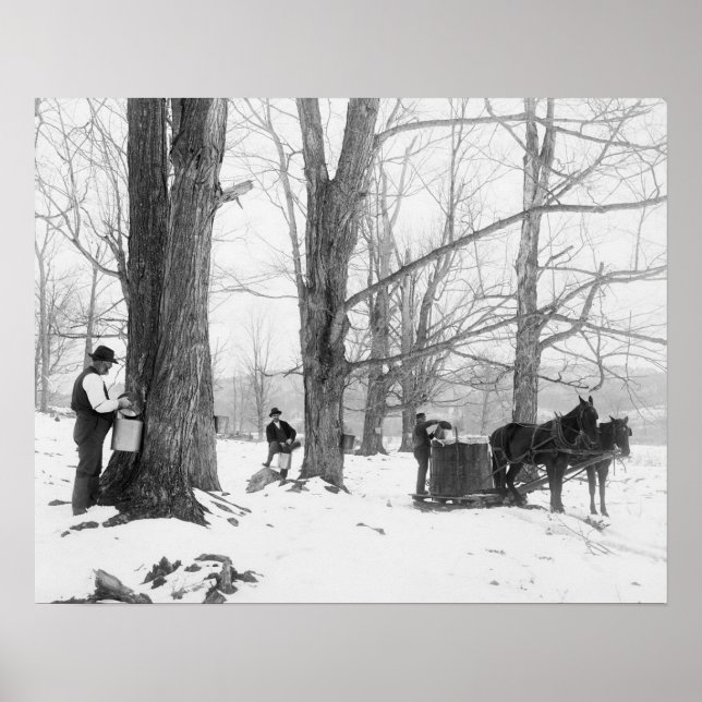 Poster Acampamento de Açúcar de Bordo de Vermont, 1906. F (Frente)