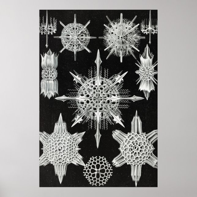 Poster Acanthophracta, Wunderstrahlinge Aquatic Animal (Frente)