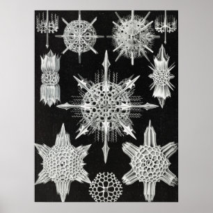 Poster Acanthophracta, Wunderstrahlinge Aquatic Animal