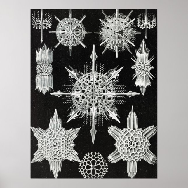 Poster Acanthophracta, Wunderstrahlinge Aquatic Animal (Frente)