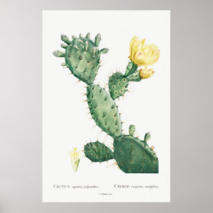 Poster Acento Tropical Amarelo Cactus Vintage Floral