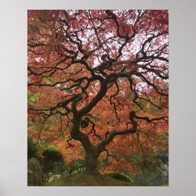 Poster Ácer japonês em cores de outono (Frente)