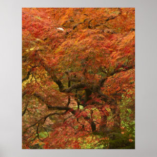 Poster Ácer japonês na cor de outono